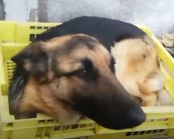 Couple Gives Away German Shepherds Leaving Them Panicked And Scared