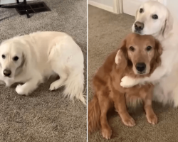Golden Retriever Sweetly ‘Apologizes’ To His Brother After Stealing His Treat