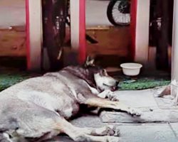 Senior Dog Too Old To Matter Was Pushed Out And Collapsed From Exhaustion