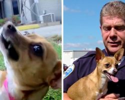 Cop Adopts Dog Whose Own Owner Tried To Break Her Neck And Brutally Murder Her