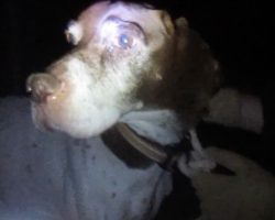 Hunting Dog Was Tied To A Tree At Night So He Couldn’t Follow His Owner Home