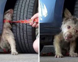Abandoned Dog Bites Rescuer’s Hand Out Of Fear, But The Rescuer Doesn’t Give Up
