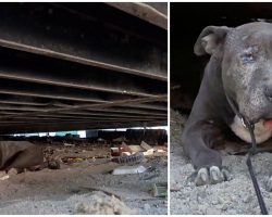 She Spent 9 Lonely Years At A Junkyard By Herself After Her Owner Left Her Behind