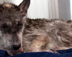 They Came In To Rescue A “Wolf”, But Soon Realized It Was “Not A Wolf” At All