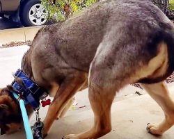 Slaughterhouse Dog Always Tucked His Tail Between His Legs & Shivered Until He Met His Forever Family
