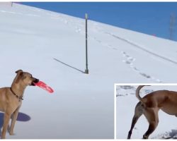 Dog Mesmerized By Sledders On Snowy Mountain Decides To Invent Her Own “Skiing”