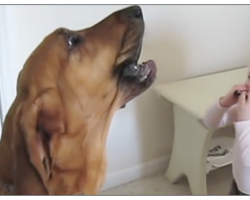 Little Boy Plays The Harmonica And Dog Joins In To Put A Show On For Mom