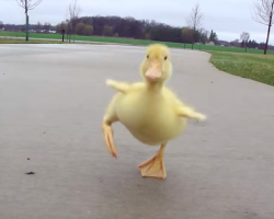 Man looks back, notices little duckling who doesn’t want to be left behind