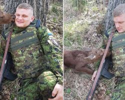Lost And Confused Baby Calf Approached Soldier In Woods And Tries To Tell Him Something