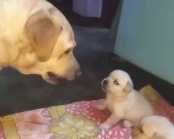 Mama Dog Scolds, Shuts Down Her Misbehaving Puppies
