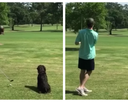 Man Took His Dog Golfing With Him And Didn’t Anticipate This Ball Hog’s Behavior