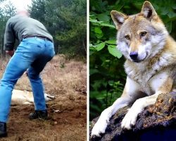 Man Saves A Dying Wolf And Her Cubs, Years Later The Wolf Returns The Favor