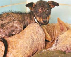 Mangy Puppy Clung To Sick Mom As Every Inch Of Her Skin Ached