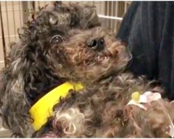 Poodle Met New Doc That Cradled Her As She’s Swept Up By Both Fear & Relief