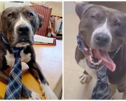 Unwanted Dog Who Loves People Hangs Head In Sadness For Over 400 Days In Shelter