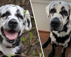 Meet Blaze, The Internet’s First Multi-Colored Labrador Retriever