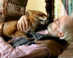 Man Adopts Fox After Saving Him From Euthanasia And Established An Intense Friendship