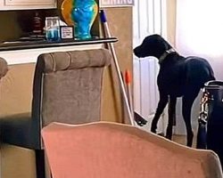 Dog Loves New Puppy So Much, He Starts Stealing Treats From The Pantry For Him