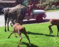 Woman Turns On Sprinkler For Moose Mama And Her Babies On A Hot Day