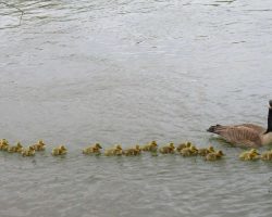 Mother Goose Takes Care Of 47 Babies And Keeps Them All Safe