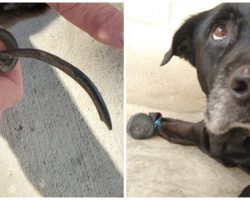 Older Dog Cries In Pain From Walking On “Longest Nails Our Staff Has Ever Seen”
