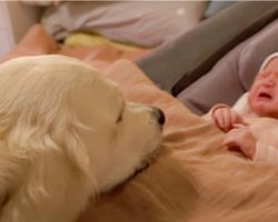 New Baby Let Out Sad Scream, Confused Dog Drew Closer In & Mom Gulped