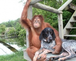 12 Dogs With Their New Non-Dog Friends