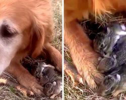 Woman Thinks Her Dog Caught Baby Birds, Then She Looks Between The Dog’s Paws