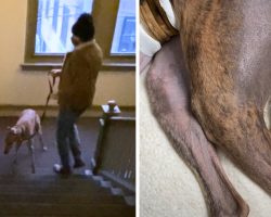 Racing Greyhound Is Rescued And Brought Home, But He Can’t Even Use The Stairs