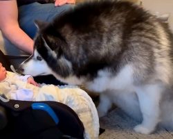 Giant Dog Forgets Her Own Size And Goes Straight For The Newborn Baby’s Face