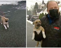 Tiny Puppy Hops Fence, Runs Into Reporter’s Weather Segment On Live TV