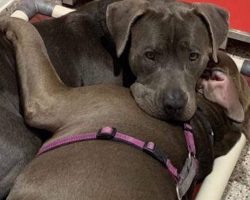Pitties Who Bonded In Shelter Find A “Together Forever” Home