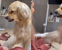 PROOF Dogs Are The Most Dramatic Animals