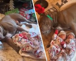 Protective Pitbull Dog Gently Watches Over Newborn Babies