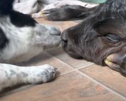 Puppy Takes It Upon Himself To Help Calf Born In The Freezing Cold