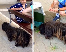 Abused Dog Had So Much Matted Fur They Couldn’t Tell How Big He Was Underneath
