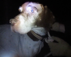 Found at night, this dog was tied to a tree so he couldn’t follow his owner