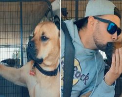 Rescue Dog Won’t Let Go Of His New Dad’s Hand