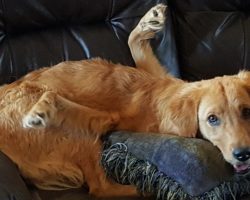 Couple Refuses To Give Up On Golden Retriever Born With Backward Legs