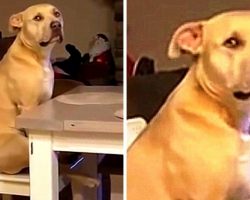 Dog Demands He Sit At The Human Dining Table Because He’s A Part Of The Family Too