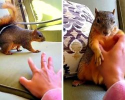 Woman Play-Wrestles & Tickles A Squirrel & Makes The Squirrel Giggle And Laugh