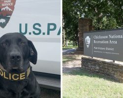 Salute This Very Good Boy Retiring after 56 Dog Years Keeping National Parks Safe