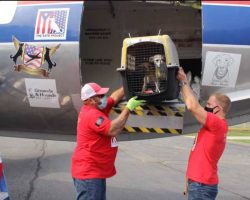 They Open The Door Of The Plane After A Long Trip And 130 Cats And Dogs Run To Their New Parents