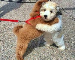 Puppy Best Friends Greet One Another With A Hug Every Time They See Each Other