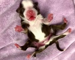Rare 6-Legged Puppy Faces Public Hate After Some Say She Should Not Be “Saved”