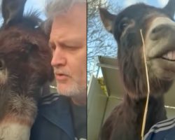 Guilty Donkey Derails Dad’s Lecture With ‘Puppy Eyes’ And Kisses