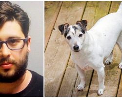 Man Abandons His Dog Twice In 2 Days Because ‘He’s Old And Pees Everywhere’