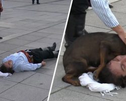 Stray Dog Interrupts Performance To Help Actor Who’s Pretending To Be Injured