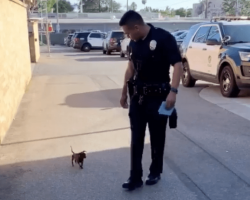 Stray Dog Loses His Cool When He Spots Officer. Chases Cop Down Street