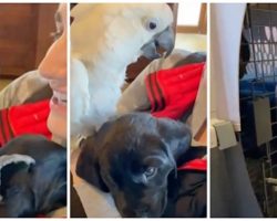 Craig’s List Parrot Rules The Internet After Telling Canine Brother “I Love You”